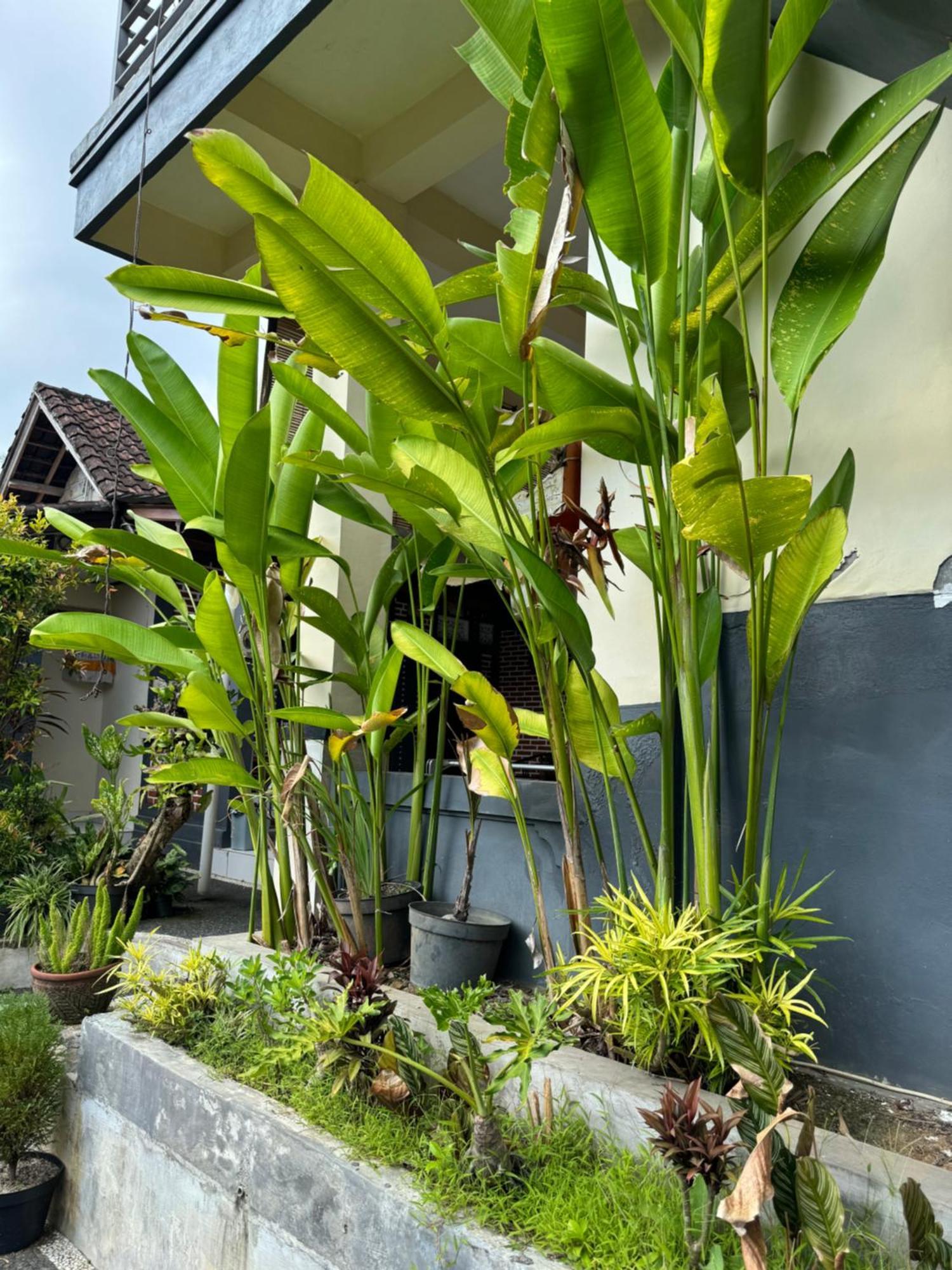 Rama Homestay Ubud  Exterior photo